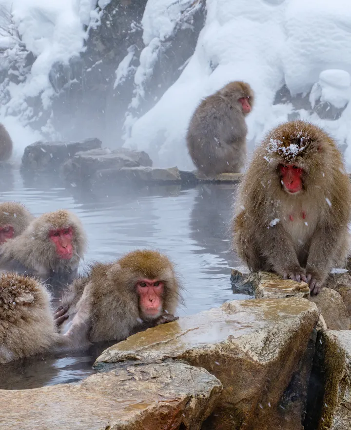 Jigokudani Snow Monkey Park Jigokudani Snow Monkey Park