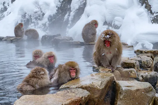 Jigokudani Snow Monkey Park