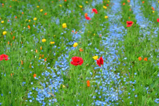 Kurihama Flower Park, Yokosuka