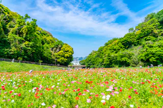 Kurihama Flower Park, Yokosuka