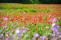 Kurihama Flower Park, Yokosuka