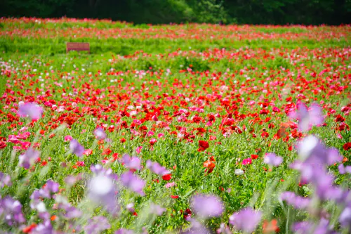 Kurihama Flower Park, Yokosuka