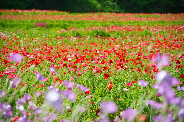 Kurihama Flower Park, Yokosuka