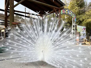 Shibukawa Zoological Park, Tamano
