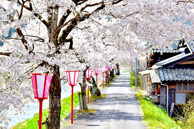 Mikamo Shukuba Sakura, Maniwa, Okayama - Trip To Japan