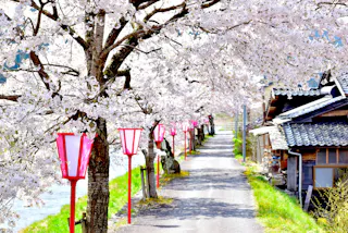 Mikamo Shukuba Sakura, Maniwa