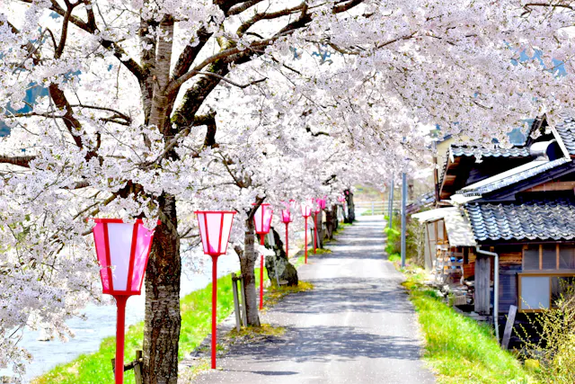 Mikamo Shukuba Sakura, Maniwa