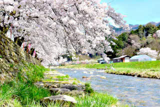 Mikamo Shukuba Sakura, Maniwa