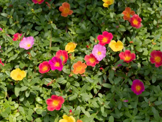 Ikeda City Urban Green Botanical Garden