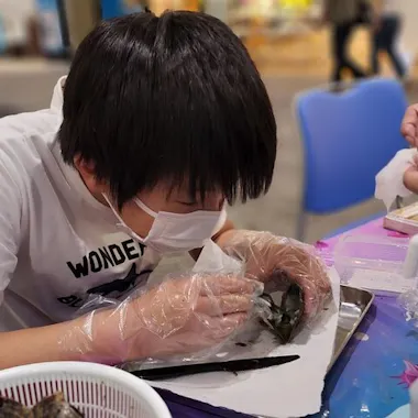 Experience Extracting Pearls From Akoya Oysters Experience Extracting Pearls From Akoya Oysters