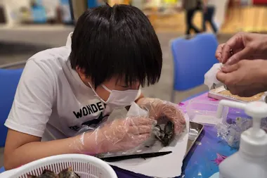 Experience Extracting Pearls From Akoya Oysters