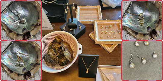 Experience Extracting Pearls From Akoya Oysters