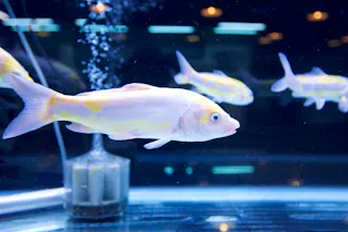 Iyoboya Kaikan, Murakami