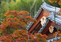 Suzumushi Temple, Kyoto