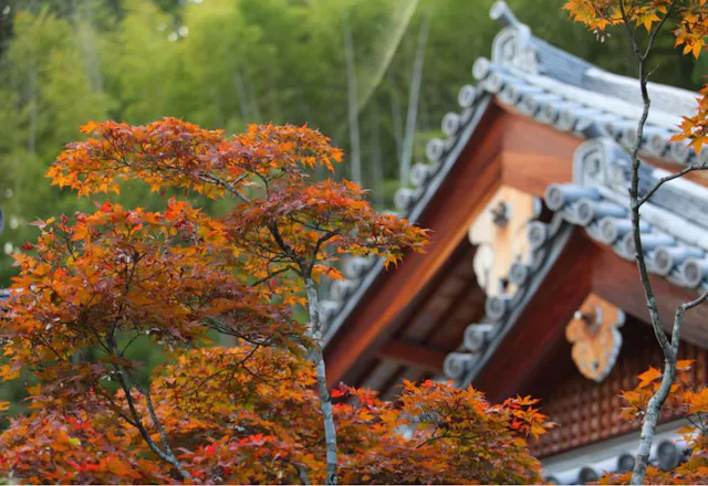 Suzumushi Temple, Kyoto