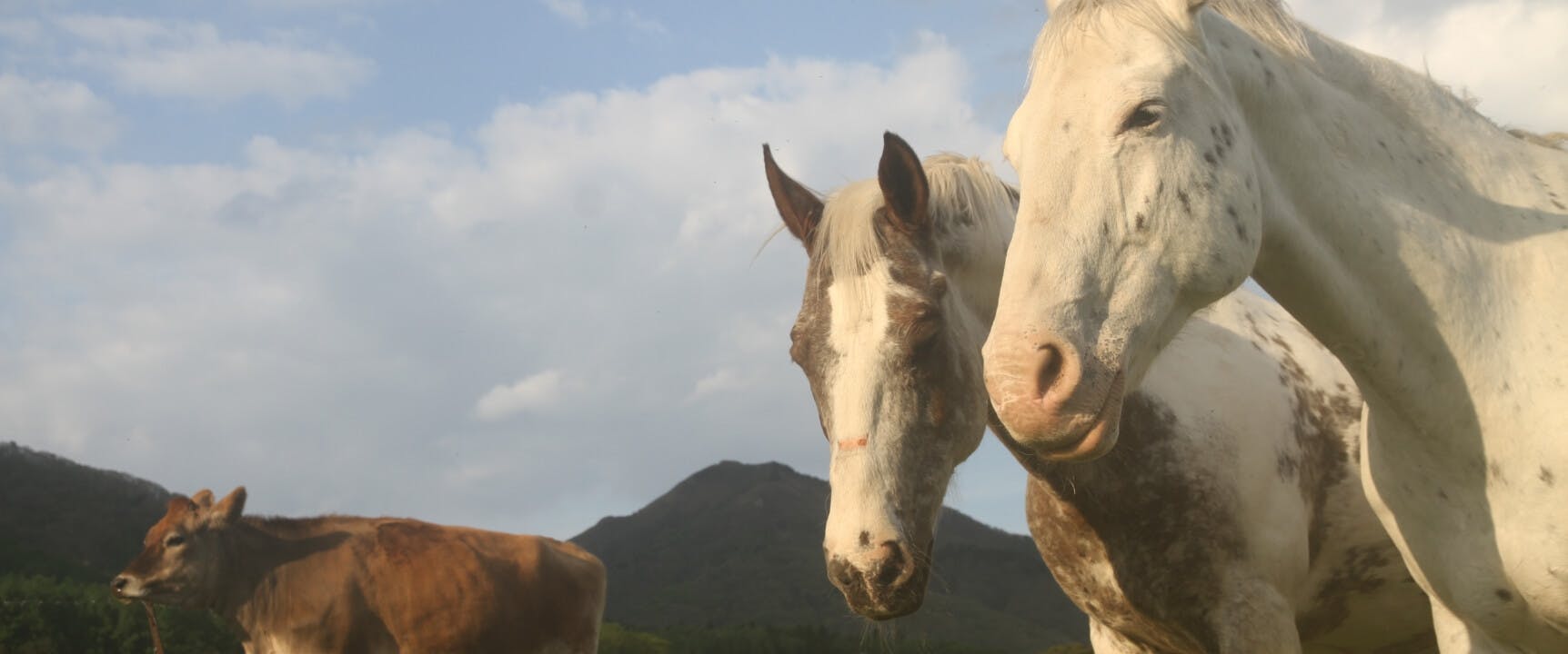 Hiruzen Horse Park, Maniwa