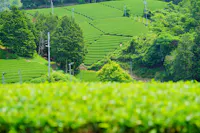 Ishitera Tea Plantation