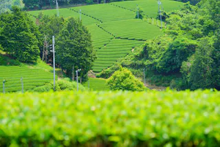 Ishitera Tea Plantation