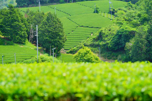 Ishitera Tea Plantation