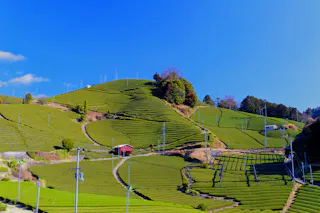 Ishitera Tea Plantation