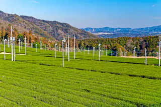 Ishitera Tea Plantation