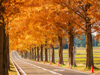 Avenue of Metasequoias