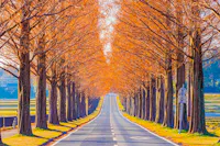 Avenue of Metasequoias