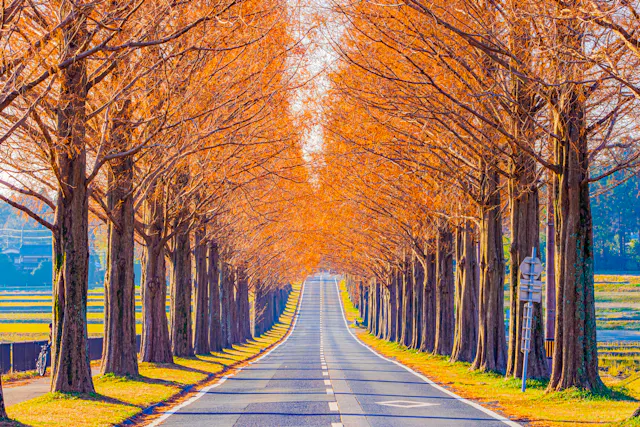 Avenue of Metasequoias