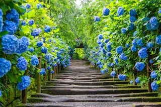 Meigetsu-in Temple (Ajisai-dera)