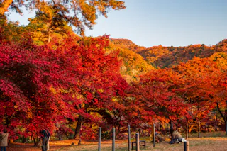 Tsukinoishi Momiji Park, Nagatoro