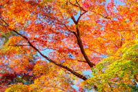 Tsukinoishi Momiji Park, Nagatoro