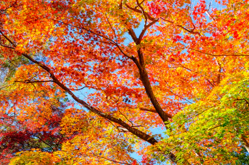 Tsukinoishi Momiji Park, Nagatoro