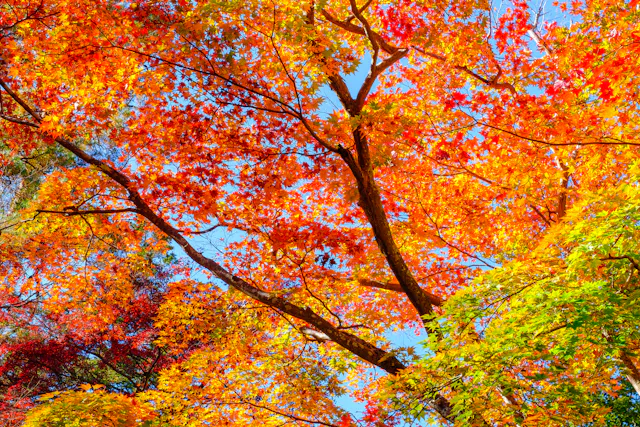 Tsukinoishi Momiji Park, Nagatoro