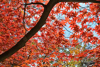 Tsukinoishi Momiji Park, Nagatoro