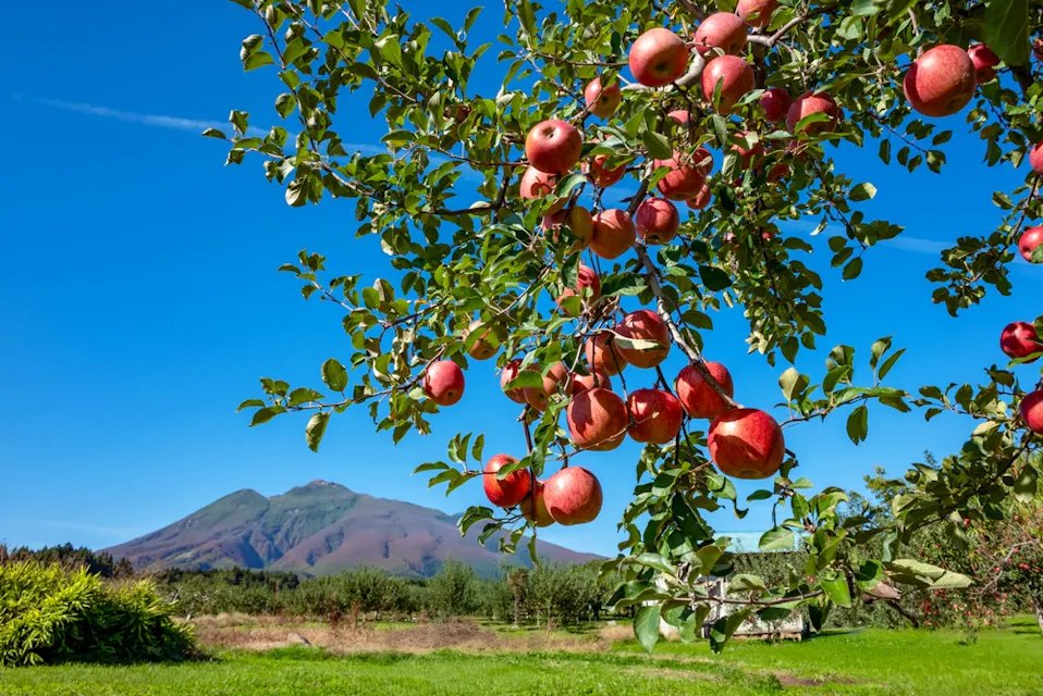Apples are being harvested at the apple orchard at the foot of Mt. Iwaki in Hirosaki City Apples are being harvested at the apple orchard at the foot of Mt. Iwaki in Hirosaki City