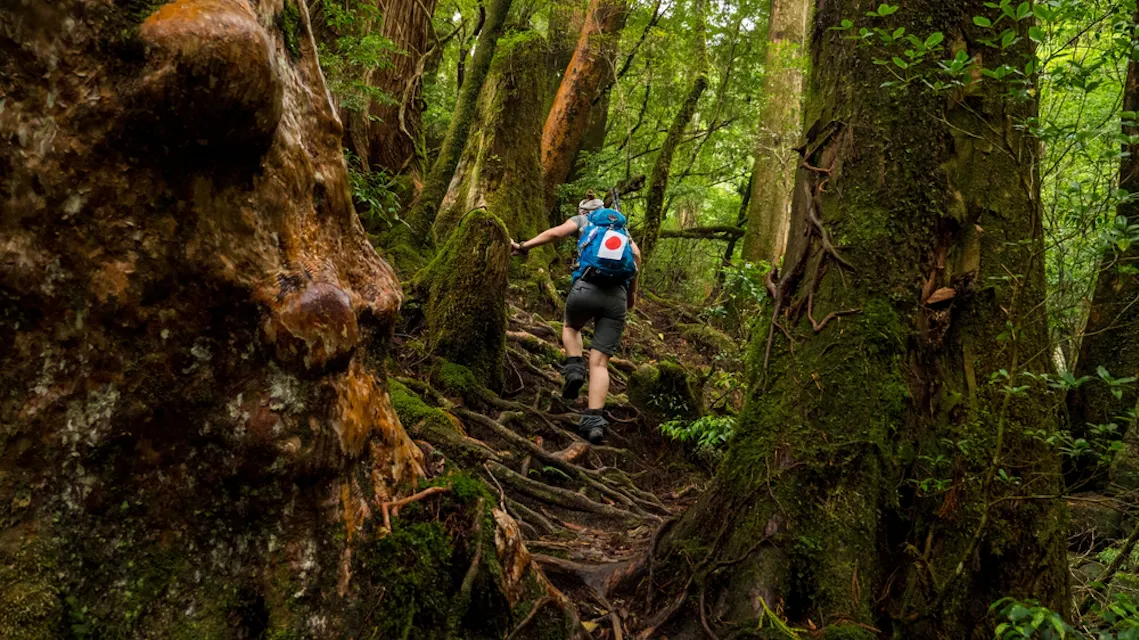Traveling through forest, climbing between trees in Japan Yakushima