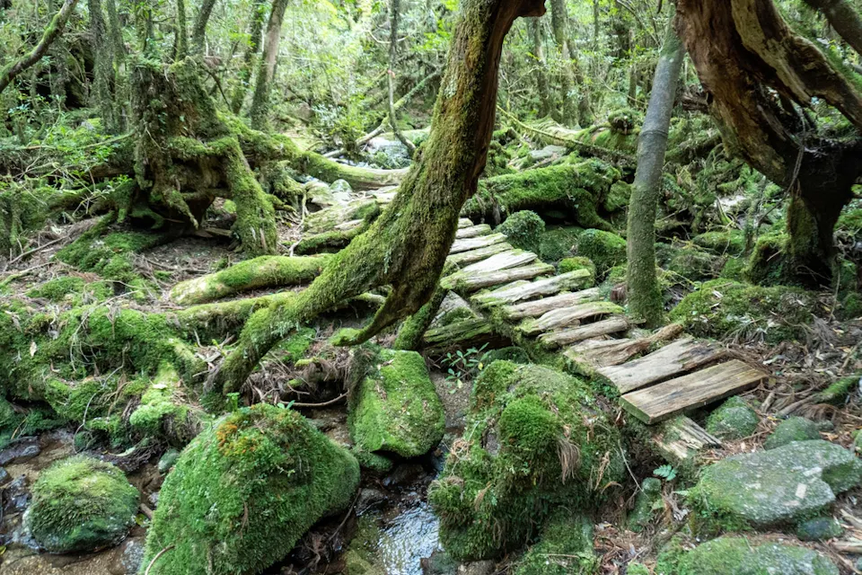 Trail in Shiratani Unsuikyo Ravine on Yakushima Island