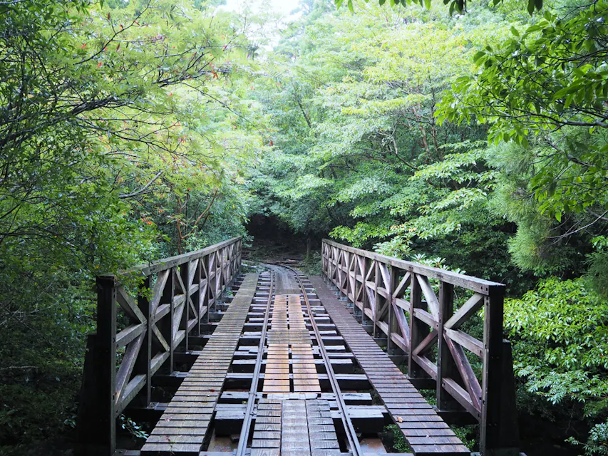 Jomon sugi in Yakushima