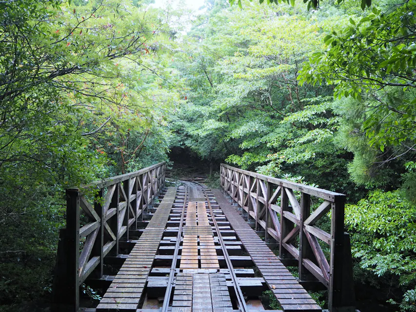 Jomon sugi in Yakushima
