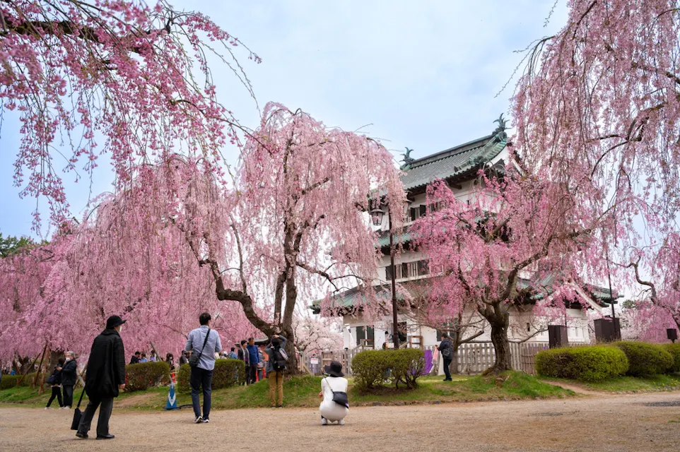 Cherry blossom or Sakura full bloom in the Hirosaki Castle Cherry blossom or Sakura full bloom in the Hirosaki Castle