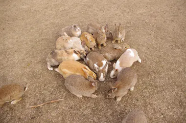 Takehara and Okunoshima Island Tour