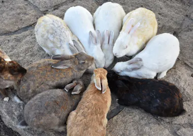 Takehara and Okunoshima Island Tour