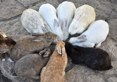 Takehara and Okunoshima Island Tour