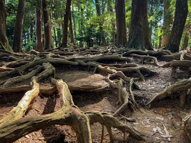 Kurama-Kibune Hiking Experience
