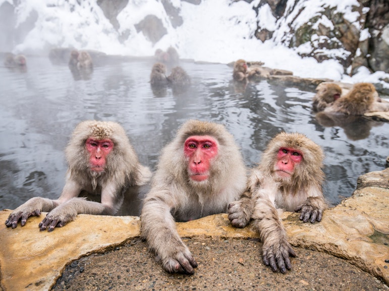1-Day Tour: Snow Monkeys, Zenkoji Temple & Sake in Nagano