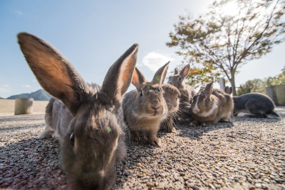 Okunoshima