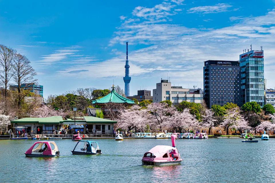 Swan pedal boats on Shinobazu Pond in Ueno Park with cherry blossoms and a green-roofed temple hall, and Tokyo Skytree in the distance