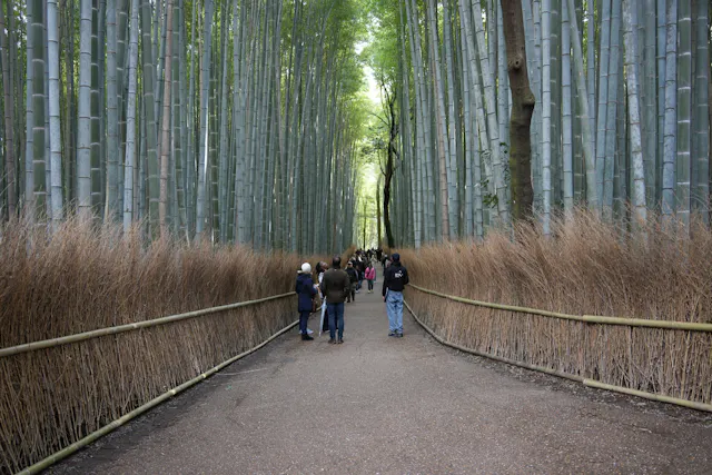 Kyoto Day Tour