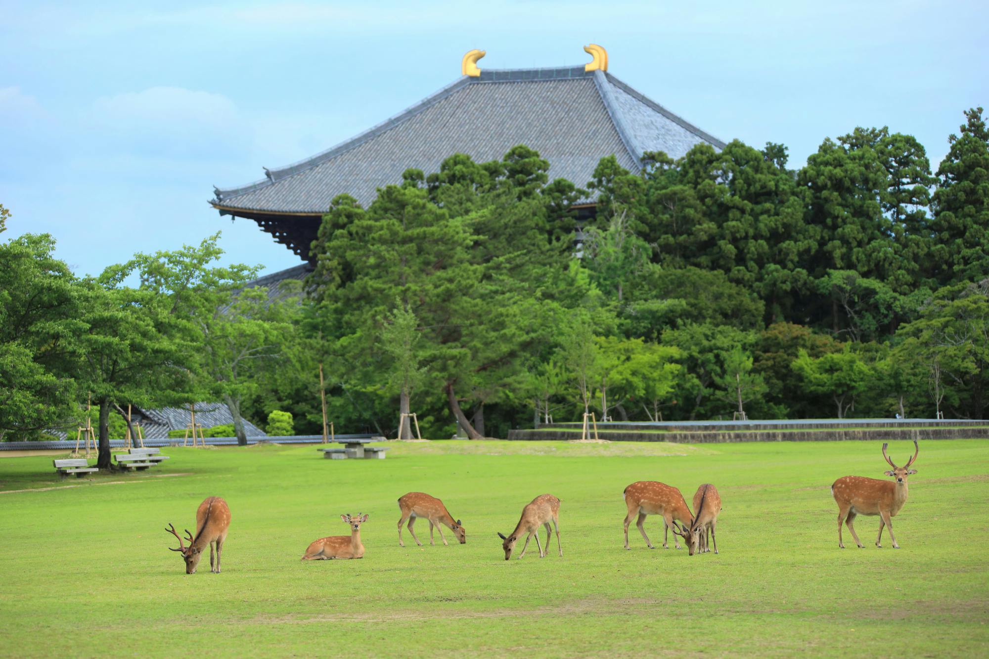 Nara Park