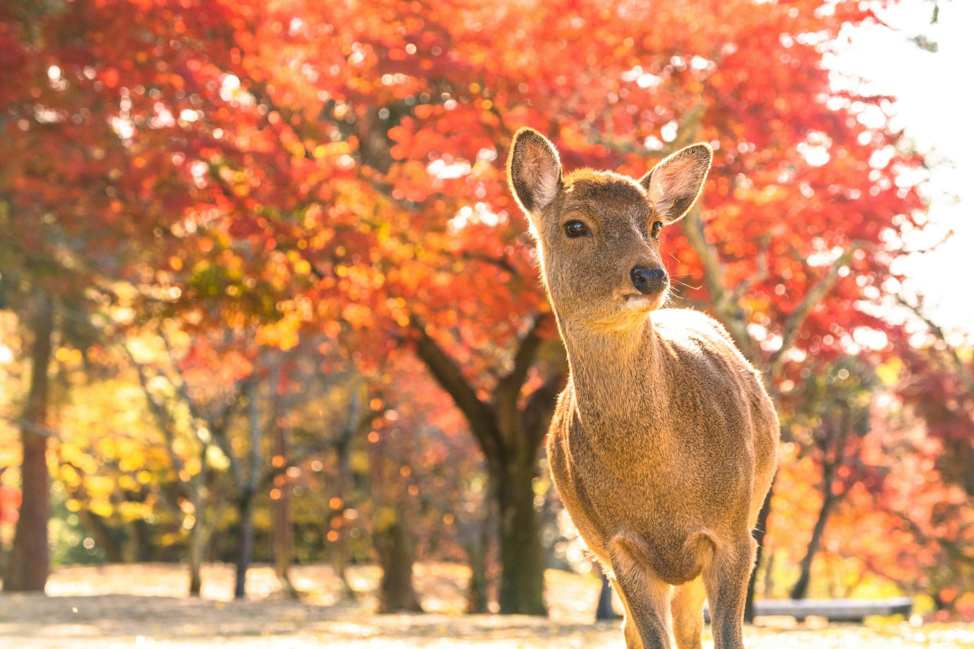 Nara Park